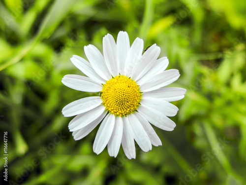 Daisy flower growing in a meadow in the green grass. White petals of wild daisies close. Medicinal flowers of wild nature. Chamomile macro.