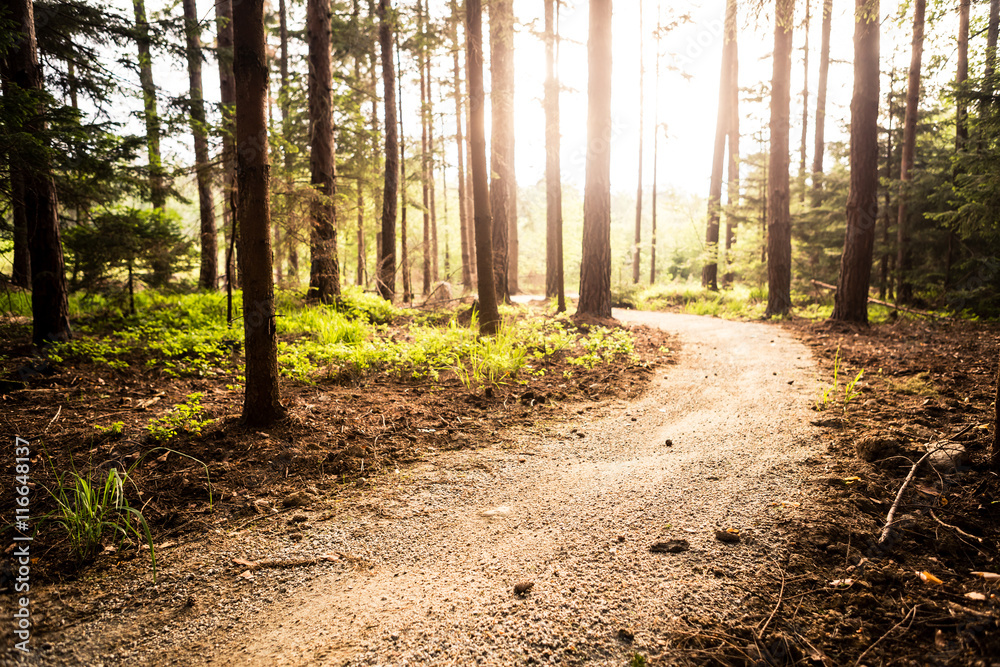 Obraz premium Hiking path and sunset in beautiful woods