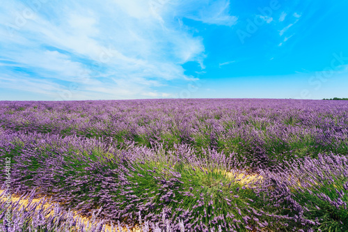 Scenic View of Blooming Bright Purple Lavender Flowers Field in 