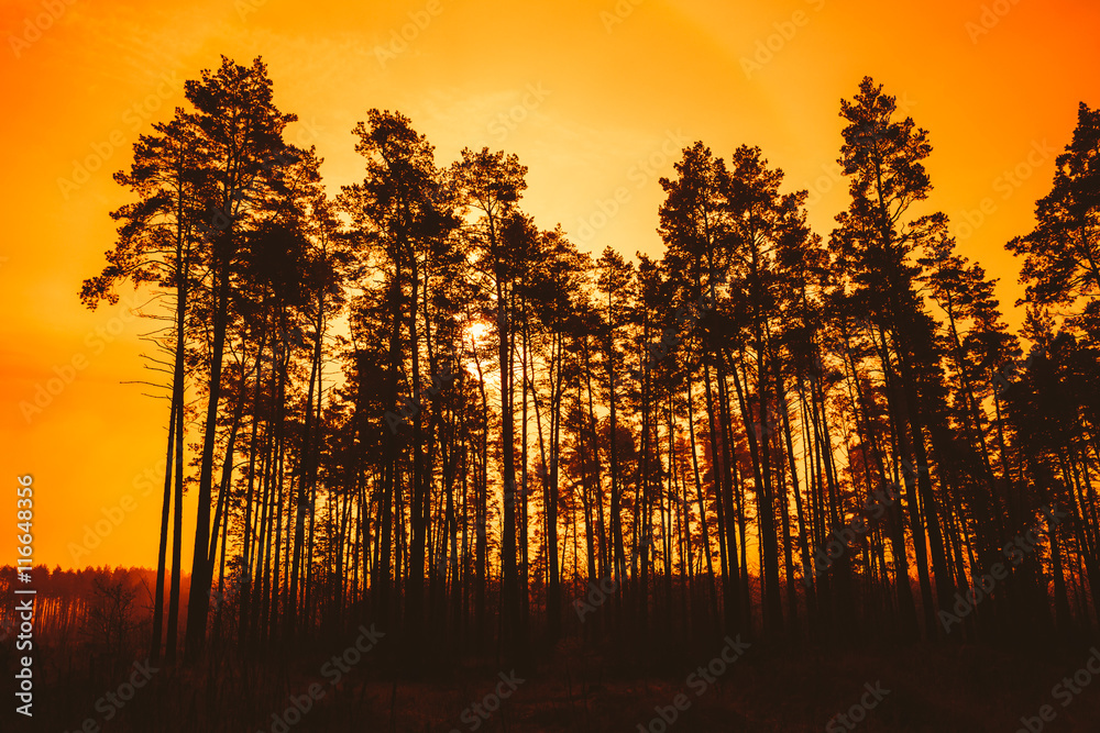 Dark Silhouettes Of Trunks And Crowns Of Trees On A Background O