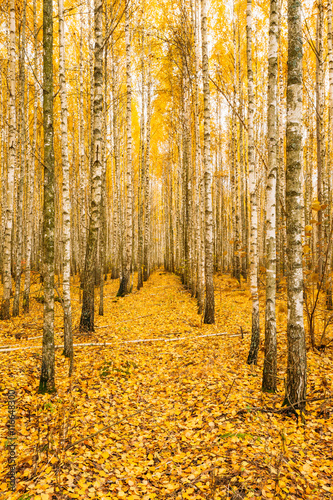 Birch Trees In Autumn Woods Forest. Yellow Foliage. Russian Forest