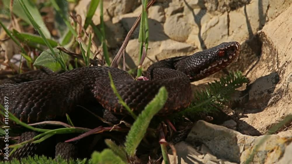 European Adder / Viper waiting for prey and ready for hunting looks at camera, Vipera berus European Adder / Viper waiting for prey and ready for hunting looks at camera, Vipera berus