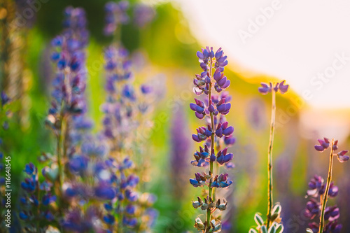 Overblown Wild Flowers Lupine, Lupinus In Summer Field Meadow At