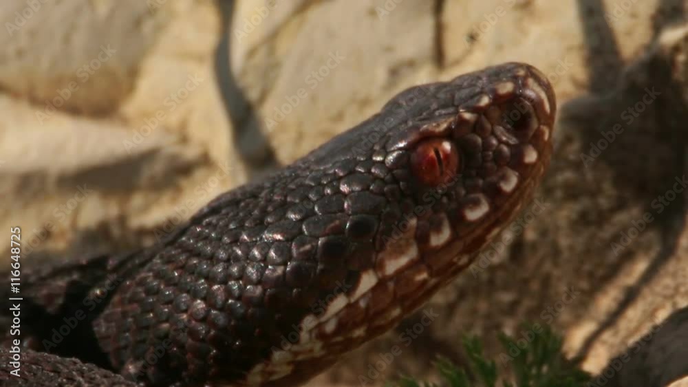 European Adder / Viper waiting for prey and ready for hunting looks at camera, Vipera berus European Adder / Viper waiting for prey and ready for hunting looks at camera, Vipera berus