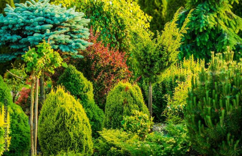 Fototapeta premium Beautiful Garden Closeup