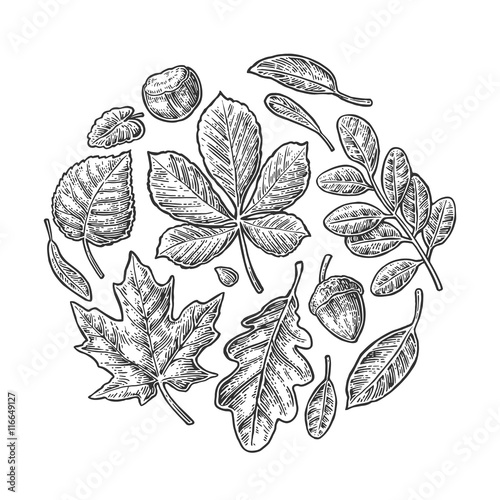 Set leaf. Vector vintage engraved illustration.
