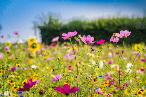 Blumenfeld - Colorful flower field