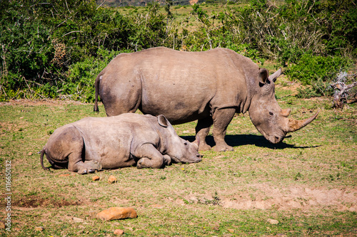 Portrait of an African Rhinocero Female and a baby Rhino