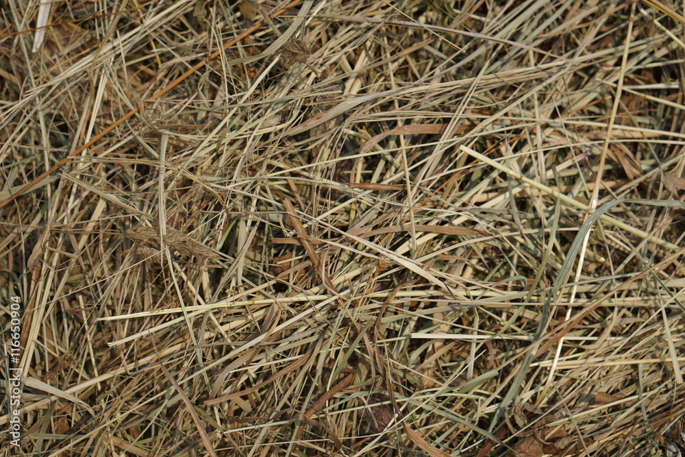 Straw or hay close up background