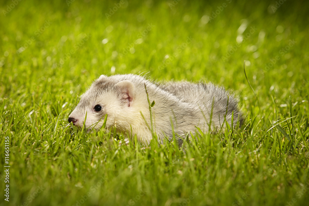 Pretty ferret baby posing on garden lawn Pretty ferret baby posing on garden lawn