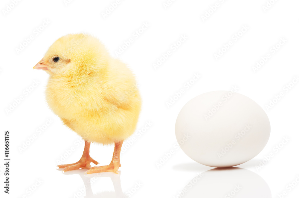 Small yellow chicken near white chicken egg Small yellow chicken near white chicken egg