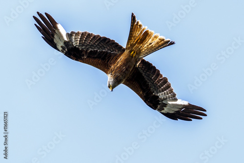 Rotmilan im Flug