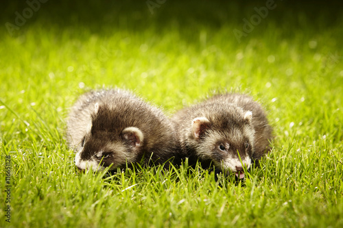 Two ferrets posing on garden lawn