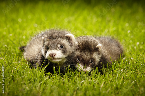 Two pretty ferrets