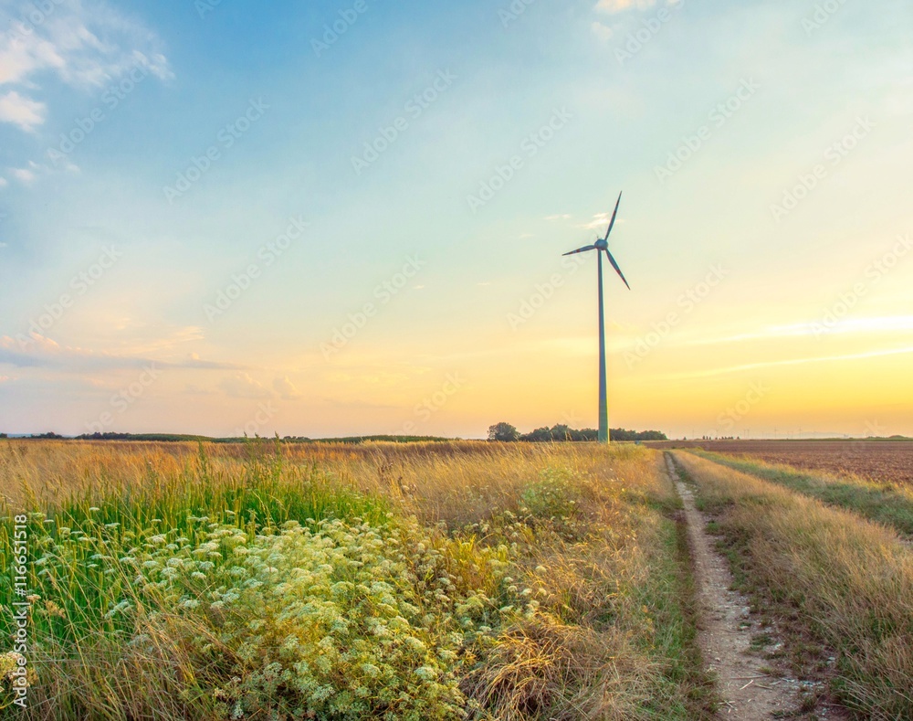 Obraz premium Windpower on Field in Sunset