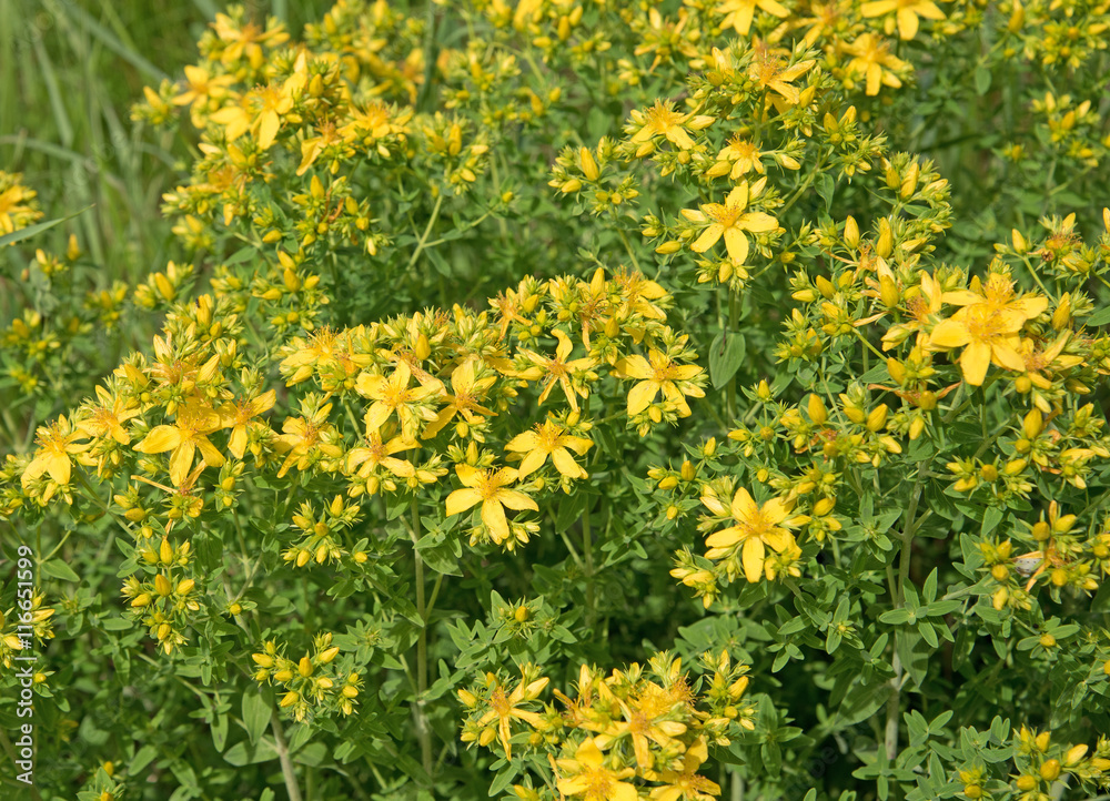 Johanniskraut, Hypericum perforatum