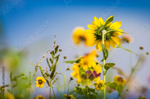 Blumenfeld - Colorful flower field