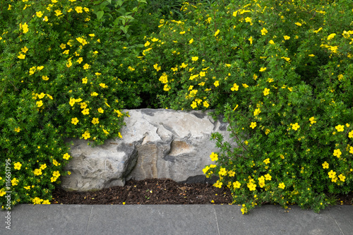 Stone bench being overgrown by potentilla, yellow flowering shrub
