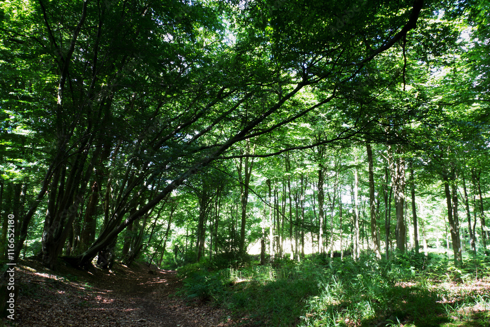 Obraz premium Woods in summer with light through green leaves