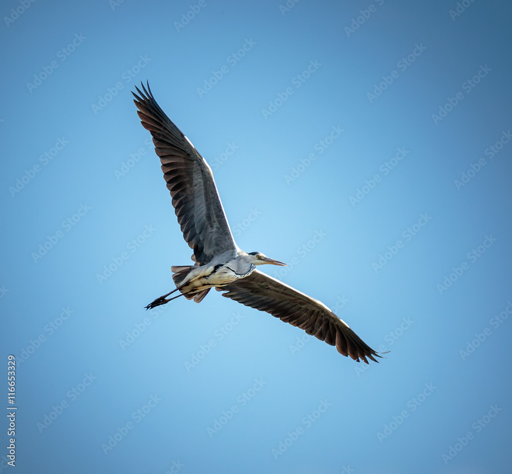 Obraz premium Grey heron in flight