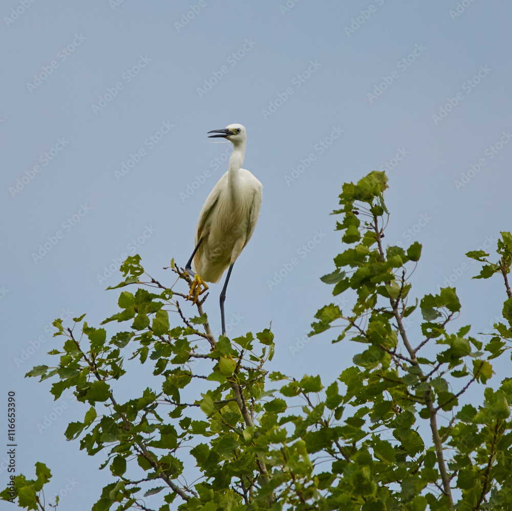Great egret perched on a branch Great egret perched on a branch