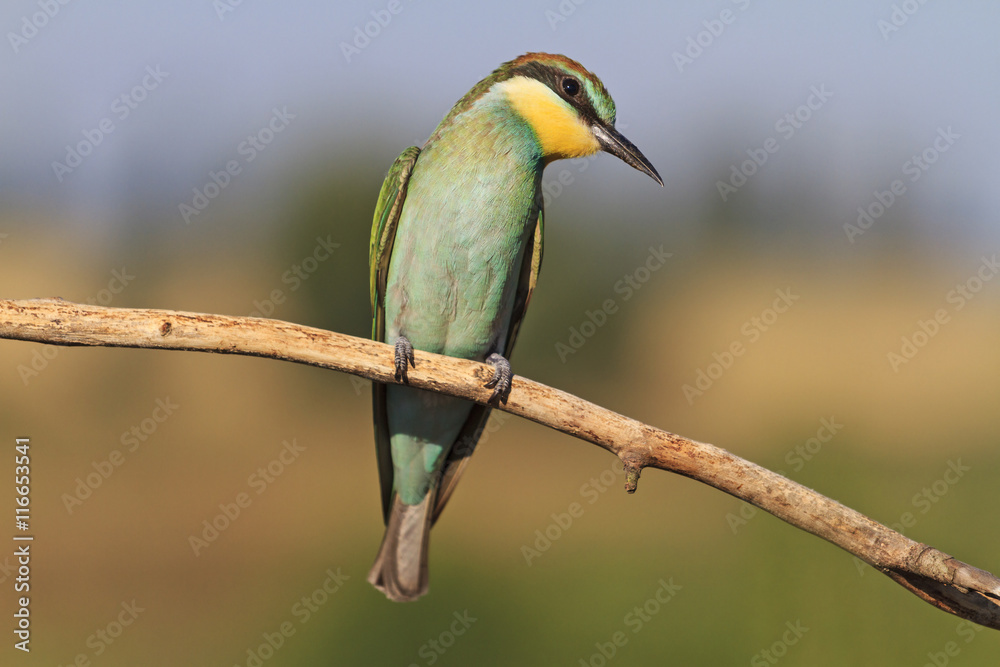 Fototapeta premium young european bee eater