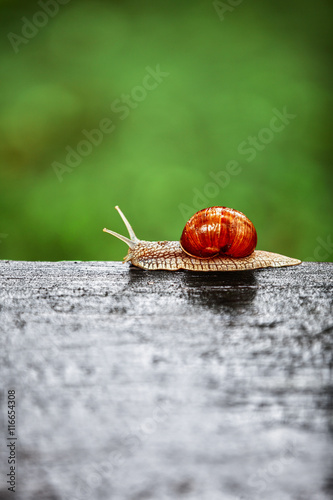 Snail crawling photo