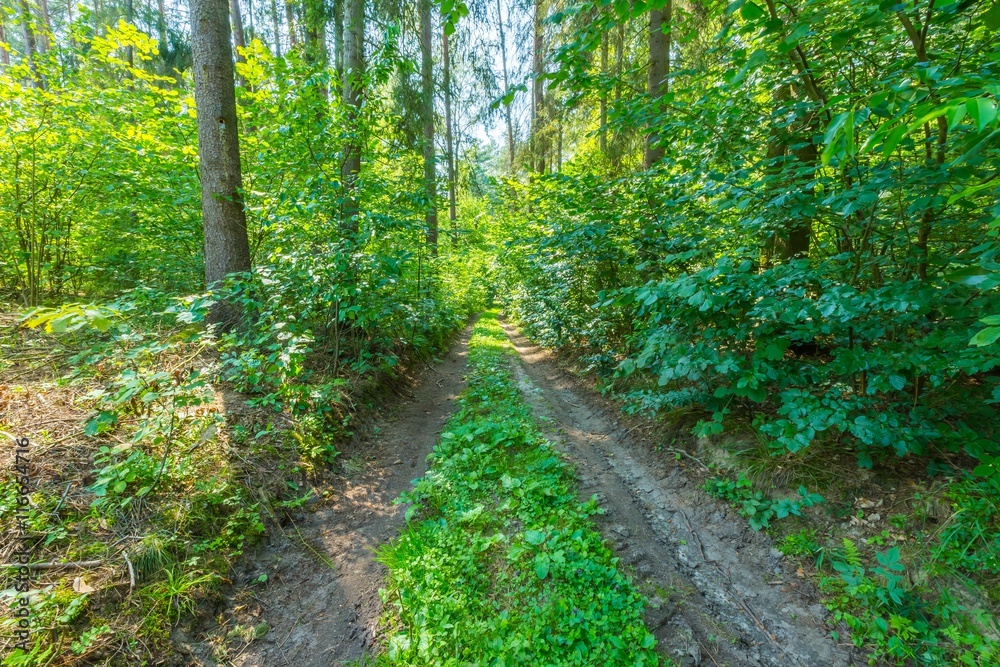 Green european wild forest in summer. Green european wild forest in summer.