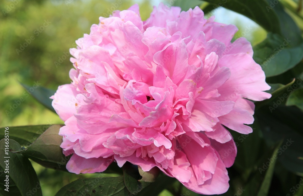Peonies in the garden Peonies in the garden