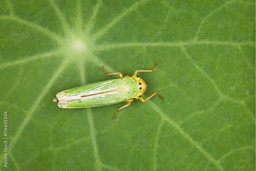Leafhopper - green insect Leafhopper - green insect