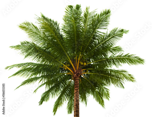 Top of the coconut palm isolated on white