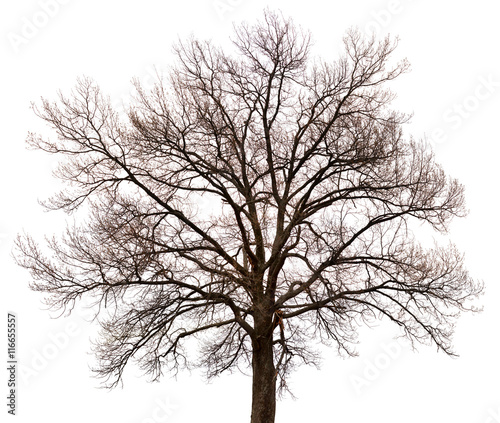 Silhouette of a tree on white background