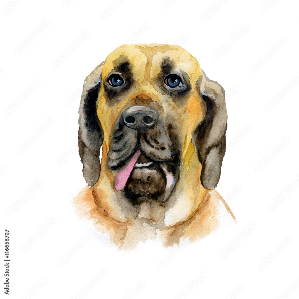 Obraz premium Watercolor closeup portrait of Brazilian Mastiff breed dog isolated on white background. Shorthair large brown guardian dog showing tongue. Hand drawn sweet home pet. Greeting card design. Clip art