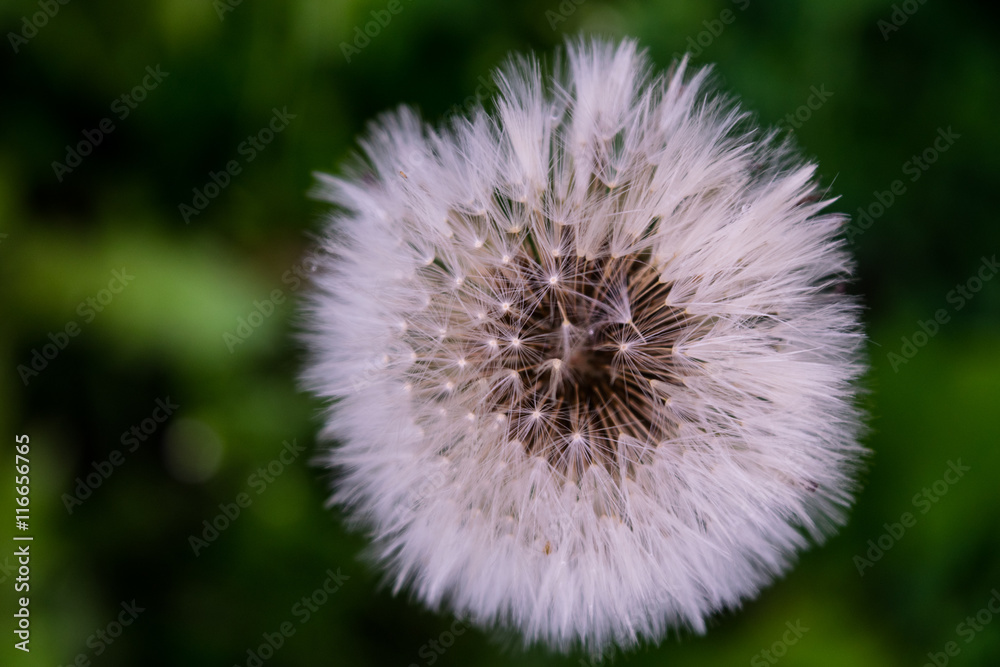 Obraz premium dandelion i the summer close up