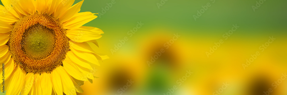 Naklejka premium Yellow sunflower background