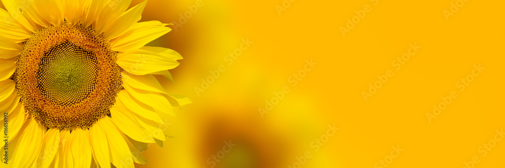 Fototapeta premium Yellow sunflower background