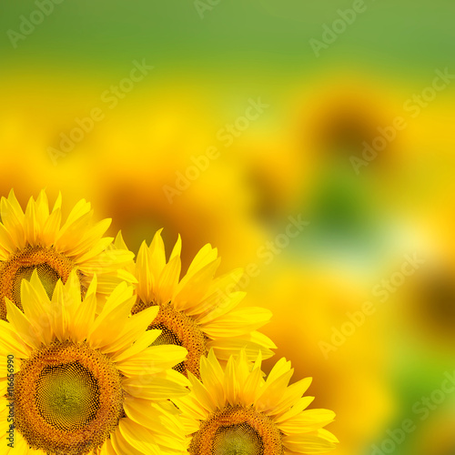 Fototapeta Naklejka Na Ścianę i Meble -  Yellow sunflower background