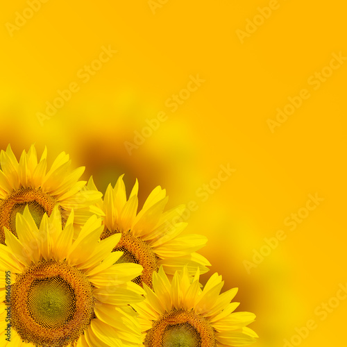 Fototapeta Naklejka Na Ścianę i Meble -  Yellow sunflower background