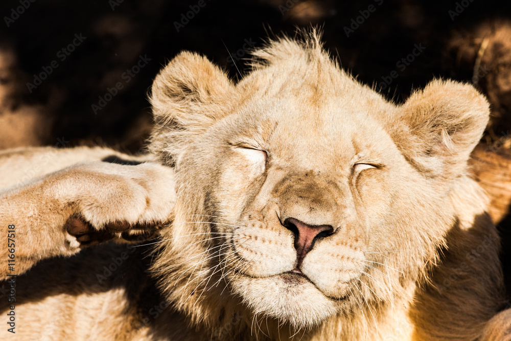 Naklejka premium Young male lion resting