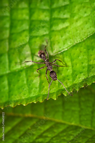Black ant on the green leaf
