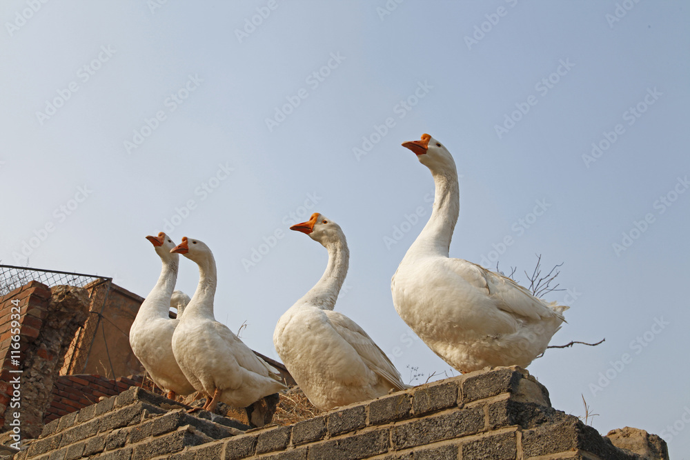 Obraz premium White goose
