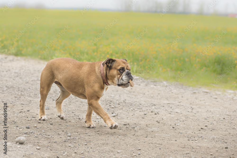 Continental Bulldogge apportiert ein Suchholz 