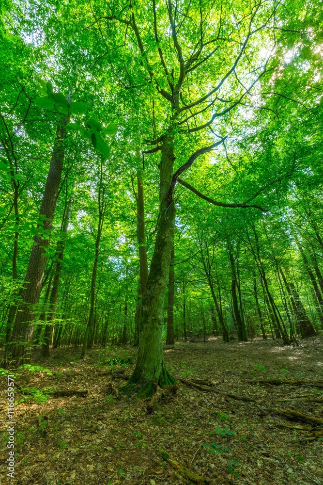 Green european wild forest in summer.