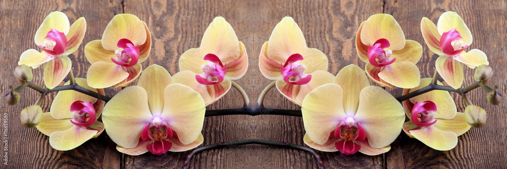 Orchidea phalaenopsis - obrazy, fototapety, plakaty 