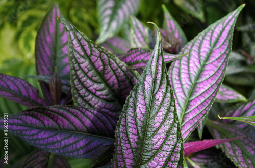 Strobilanthes dyeriana photo