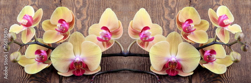 Orchidea phalaenopsis photo