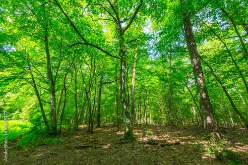 Green european wild forest in summer. © milosz_g