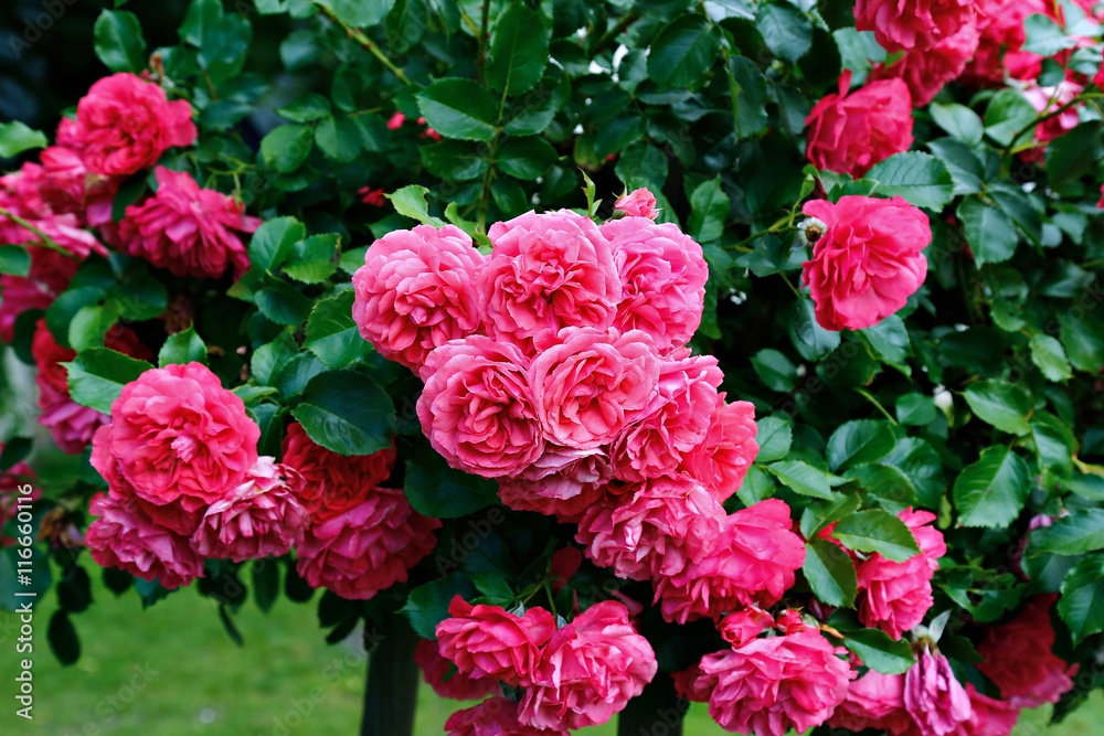 Flowers of beautiful pink roses Flowers of beautiful pink roses