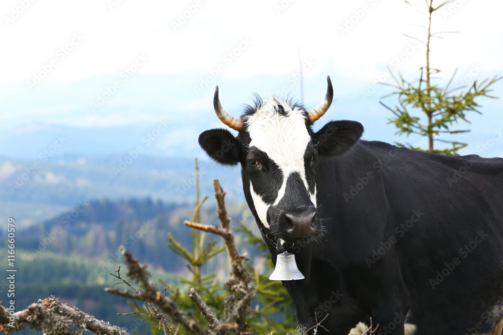 Cow grazing on mountain meadow