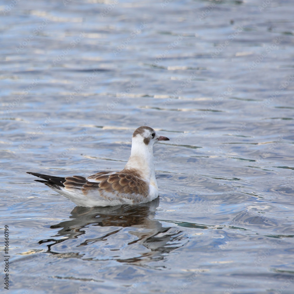 Seagull in a lake. 2
